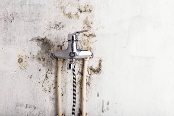 Best Certified Mold Removal  in Rapid City, MI