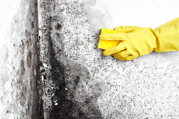 Best Attic Mold Removal  in Rapid City, MI