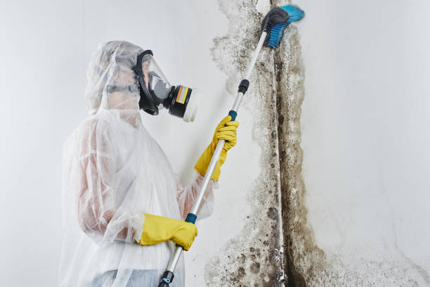 Mold Removal and Inspection in Rapid City, MI