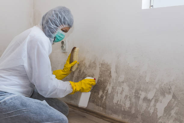 Best Mold Removal Near Me  in Rapid City, MI