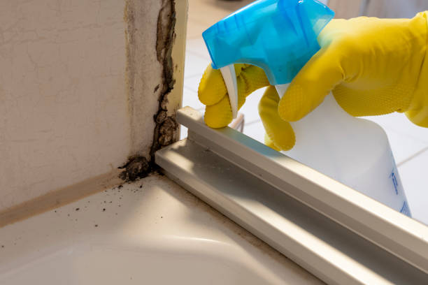 Best Mold Testing  in Rapid City, MI