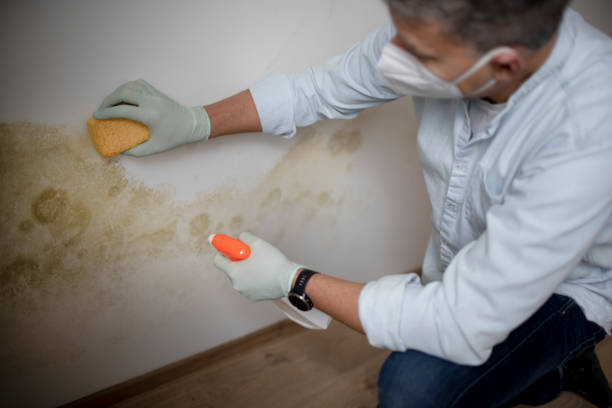 Reliable Rapid City, MI Mold Removal Solutions