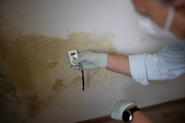 Best Mold Removal and Inspection  in Rapid City, MI