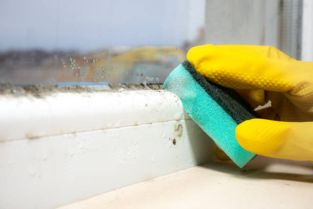 Best Affordable Mold Removal  in Rapid City, MI