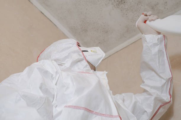 Best Mold Cleaning Services  in Rapid City, MI
