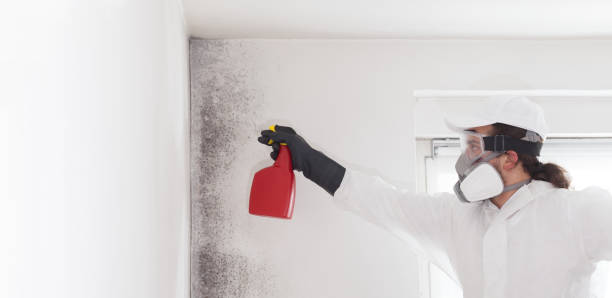 Best Emergency Mold Removal  in Rapid City, MI