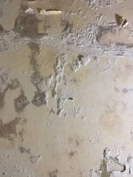Best Mold Testing  in Rapid City, MI