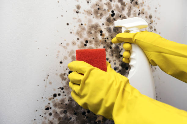 Best Commercial Mold Removal  in Rapid City, MI