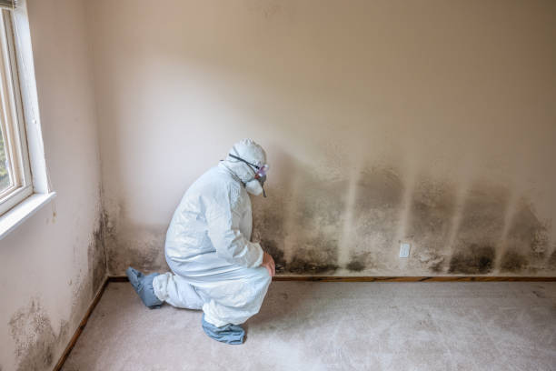 Best Black Mold Removal  in Rapid City, MI