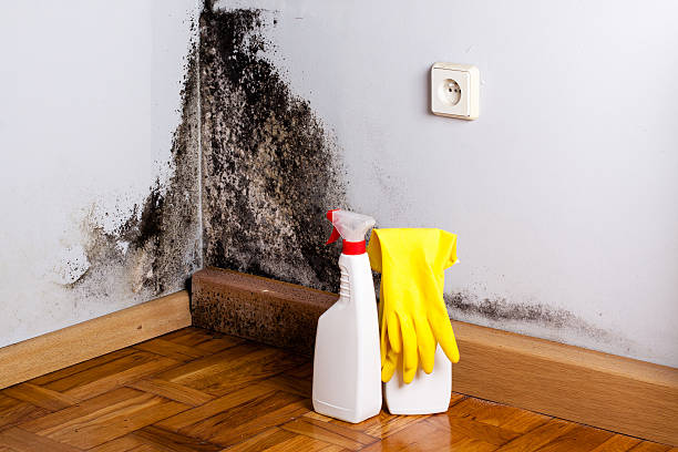 Best Mold Damage Repair  in Rapid City, MI