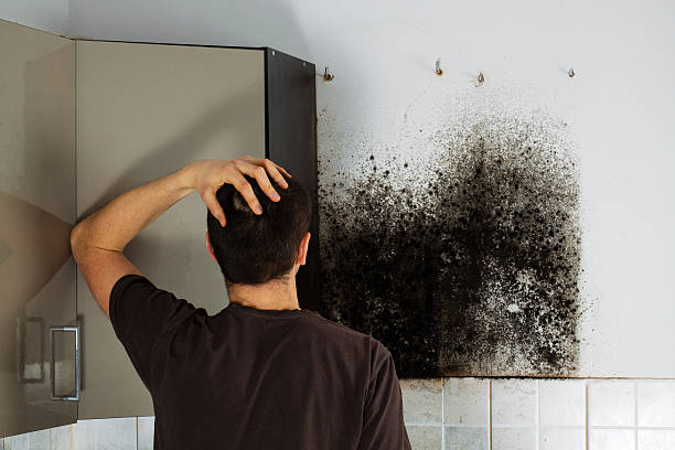Best Home Mold Removal  in Rapid City, MI