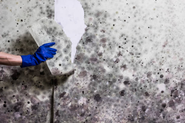 Crawl Space Mold Removal in Rapid City, MI